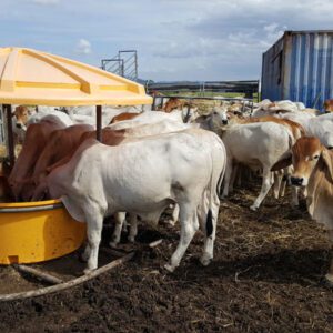 Ten cows using Nu-Tank Dry Lick Feeder with plenty more room.