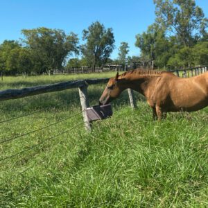 Nu-Tank D Feeder on fence in lush green field with Tan horse.