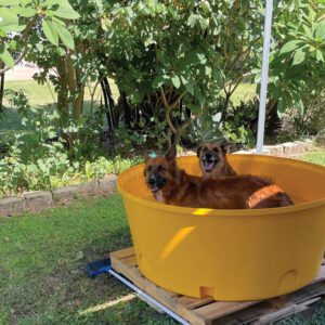 Dogs using Nu-Tank Round Molasses Trough as a pool during summer.