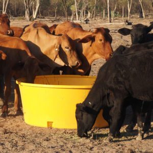 Cows eating from Nu-Tank Round Molasses Trough.