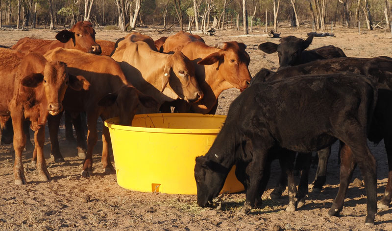 Cows eating from Nu-Tank Round Molasses Trough.