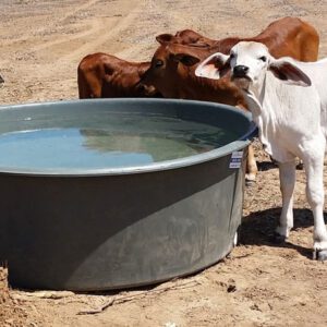 Cows drinking from Nu-Tank Round Water Trough.