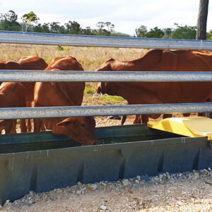 Cows drinking from Nu-Tank Long Water Trough.