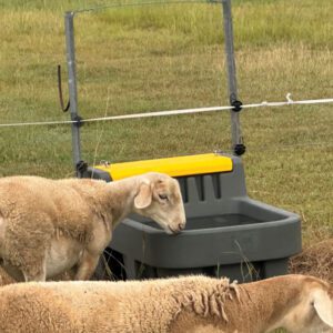 Sheep drinking from a Nu-Tank Centreline water trough.