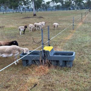 Herd of sheep drinking from a Nu-Tank Centreline water trough.
